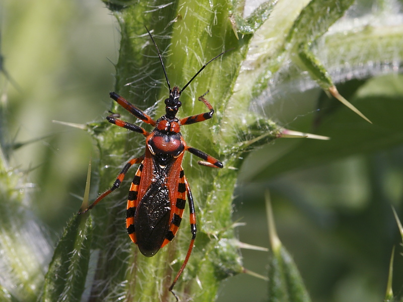 Rhynocoris iracundus/rubricus